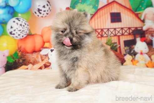 成約済の静岡県のポメラニアン-312918の3枚目