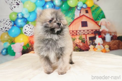 成約済の静岡県のポメラニアン-312918の4枚目