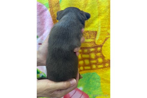 成約済の千葉県のチワワ(スムースコート)-310348の44枚目