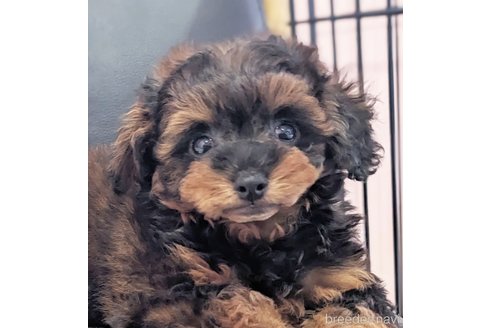 成約済の静岡県のミックス犬-310031の1枚目