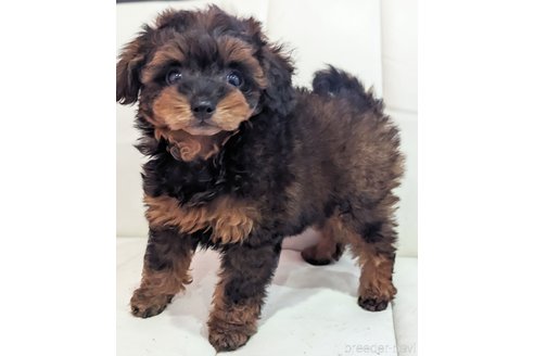 成約済の静岡県のミックス犬-310031の3枚目
