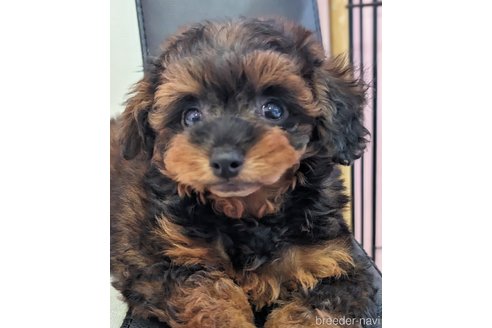 成約済の静岡県のミックス犬-310031の2枚目