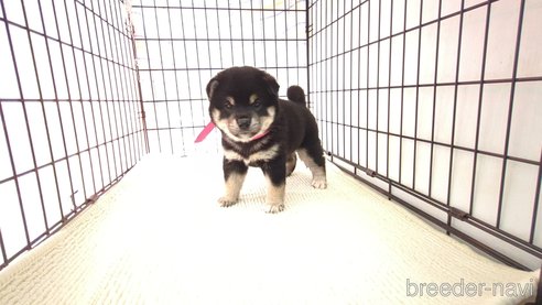 成約済の茨城県の柴犬-310642の1枚目