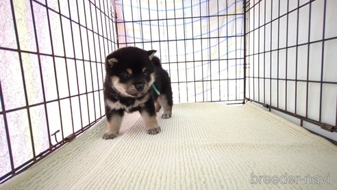 成約済の茨城県の柴犬-310641の2枚目