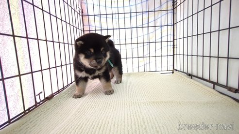 販売中の茨城県の柴犬-310641の2枚目