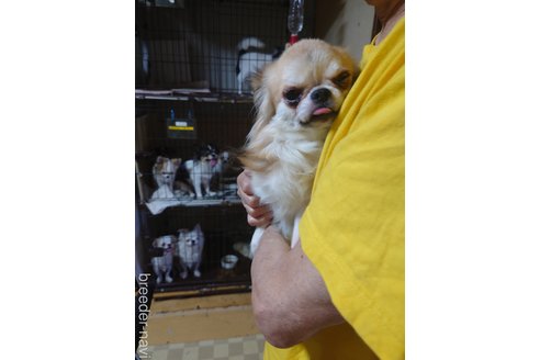 成約済の京都府のチワワ(ロングコート)-293768の7枚目