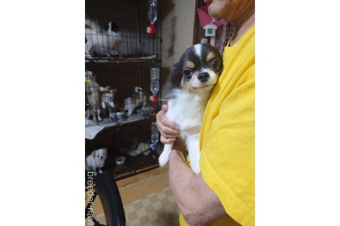 成約済の京都府のチワワ(ロングコート)-293768の6枚目