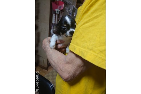 成約済の京都府のチワワ(ロングコート)-293768の5枚目