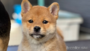 オンライン見学