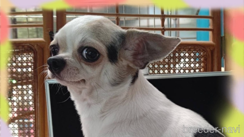 夢ちゃん1枚目