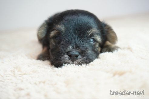 成約済の奈良県のミックス犬-312969の5枚目