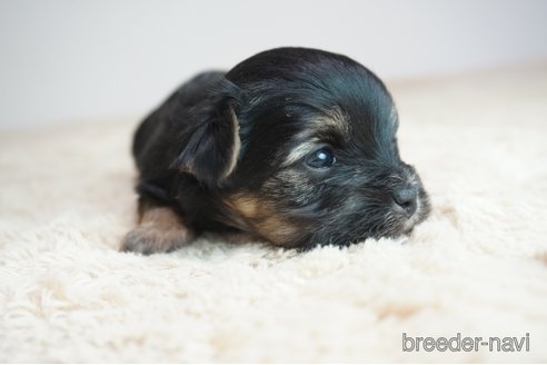 成約済の奈良県のミックス犬-312969の4枚目