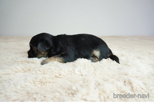 成約済の奈良県のミックス犬-312969の2枚目
