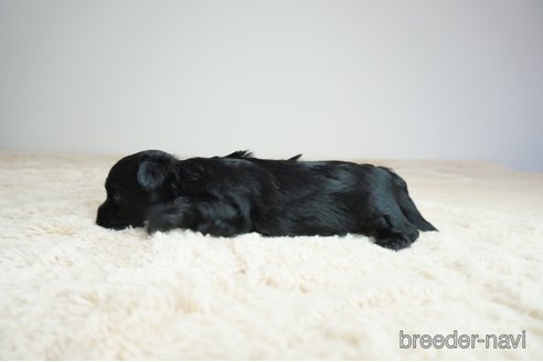 成約済の奈良県のミックス犬-312971の2枚目