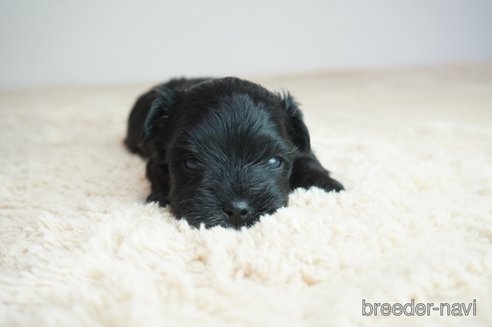 成約済の奈良県のミックス犬-312971の5枚目