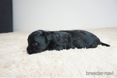 成約済の奈良県のミックス犬-312972の5枚目