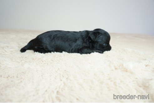 成約済の奈良県のミックス犬-312972の2枚目