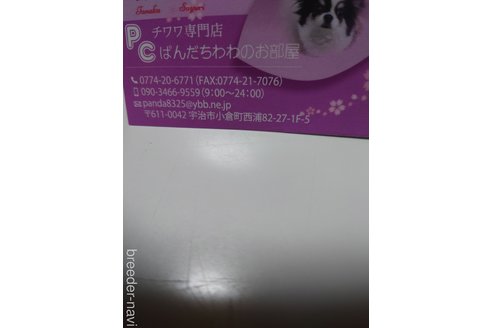 成約済の京都府のチワワ(ロングコート)-293768の2枚目