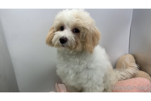 成約済の東京都のミックス犬-278351の3枚目