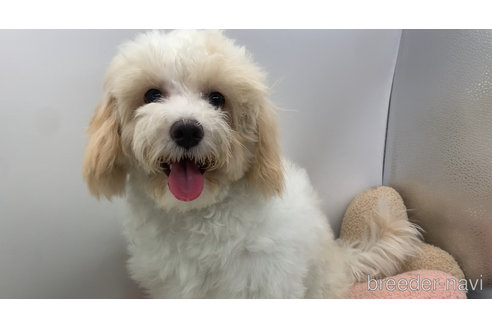 成約済の東京都のミックス犬-278351の2枚目