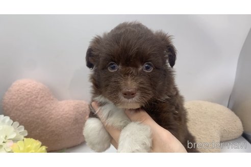 成約済の東京都のミックス犬-312999の4枚目
