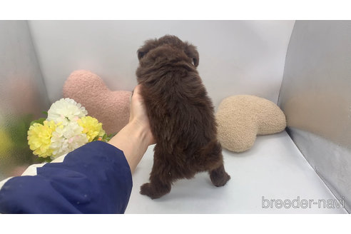 成約済の東京都のミックス犬-312999の5枚目