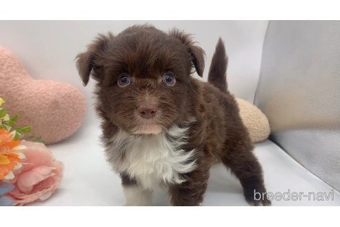成約済の東京都のミックス犬-312999の6枚目