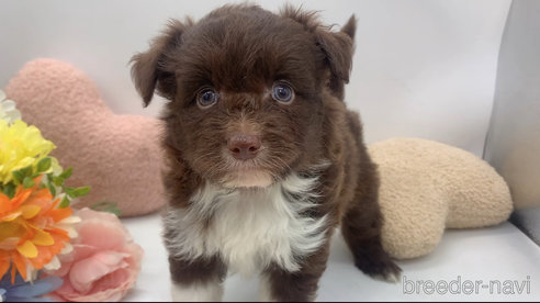 成約済の東京都のミックス犬-312999の9枚目