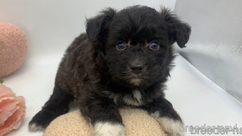 成約済の東京都のミックス犬-313001の8枚目