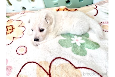 成約済の愛知県のホワイトスイスシェパードドッグ-313011の3枚目