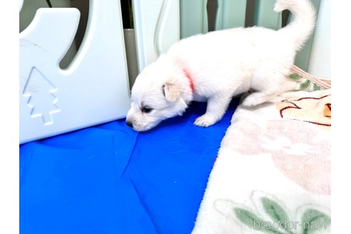 成約済の愛知県のホワイトスイスシェパードドッグ-313017の3枚目