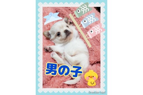成約済の大阪府のチワワ(ロングコート)-307077の9枚目
