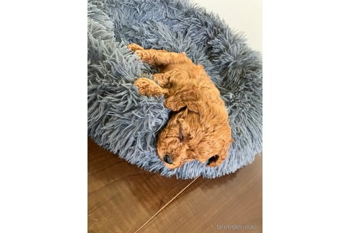 成約済の滋賀県のトイプードル-310731の2枚目
