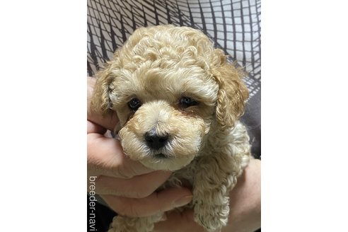 成約済の福島県のマルプー:マルチーズ×トイプードル-304217の1枚目