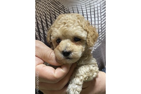 成約済の福島県のマルプー:マルチーズ×トイプードル-304217の3枚目