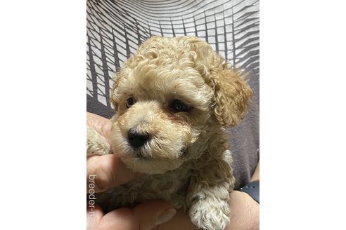 成約済の福島県のマルプー:マルチーズ×トイプードル-304217の2枚目