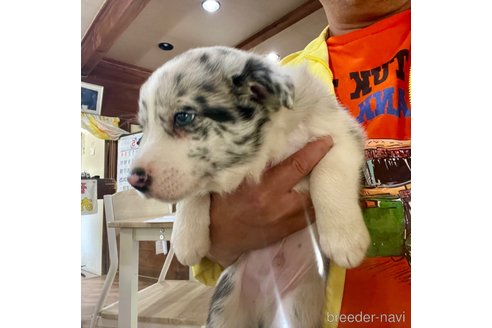 成約済の長野県のボーダーコリー-308863の8枚目
