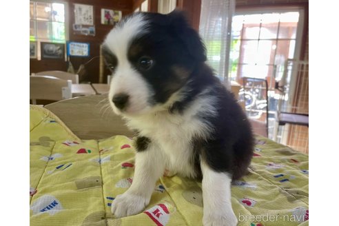 成約済の長野県のボーダーコリー-308242の3枚目