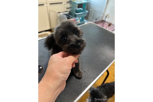 成約済の福岡県のミックス犬-297156の2枚目