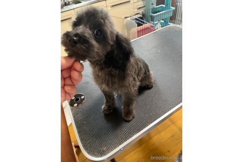 成約済の福岡県のミックス犬-297156の3枚目