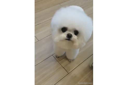 ののビションフリーゼ-