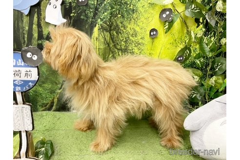 成約済の東京都のマルプー:マルチーズ×トイプードル-288922の4枚目