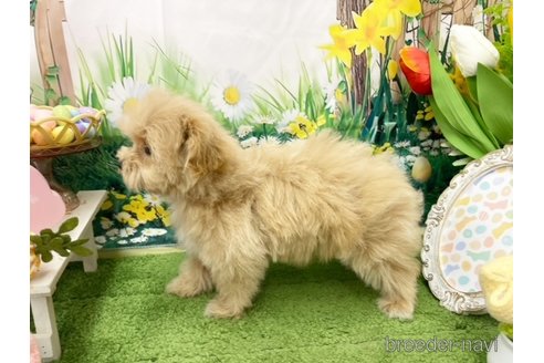 成約済の東京都のマルプー:マルチーズ×トイプードル-288922の2枚目