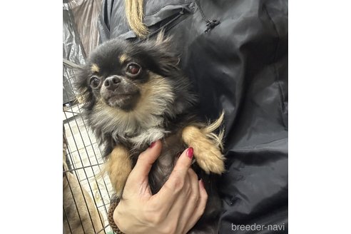 シュシュちゃん1枚目