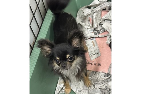 シュシュちゃん1枚目