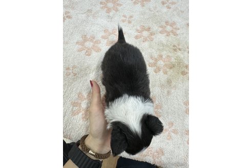 成約済の千葉県のチワワ(ロングコート)-313061の5枚目