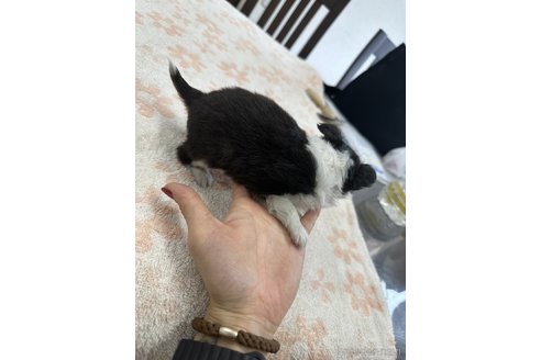 成約済の千葉県のチワワ(ロングコート)-313061の4枚目