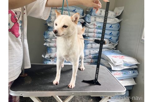 愛米号亥宇莊ちゃん1枚目
