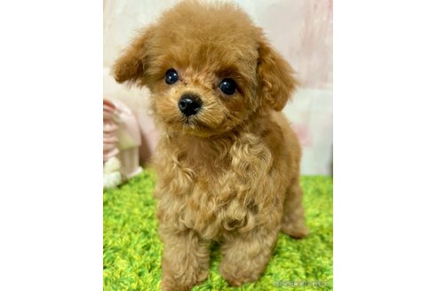 成約済の岡山県のティーカッププードル-301894の2枚目