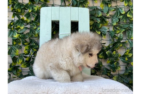 成約済の茨城県のアラスカンマラミュート-313075の3枚目
